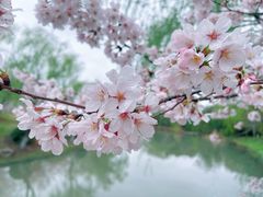 -顾村公园
