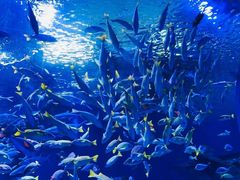 -海合安武汉极地海洋公园