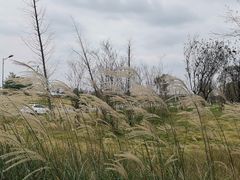 -两河城市森林公园