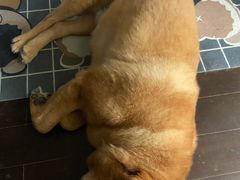 -爱侣宠医·鹦鹉专科·小型哺乳类·异宠专科(灵石路店)