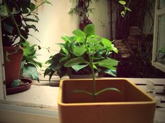 -燕庭·纯燕窝·甜品下午茶(南京西路店)
