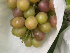 -马陆小张葡萄园农家乐