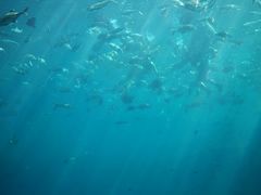 -瑞德姆美人鱼海底演艺主题餐厅(亚龙湾店)