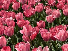 -玄武湖景区-情侣园游乐场