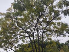 -牛岗山公园
