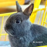 厦门探店 | 兔兔那么可爱，快来撸它！