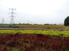 -紫颐香薰山谷景区