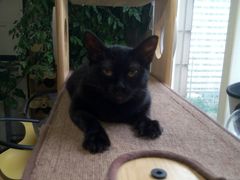 -东方名猫馆·英短金渐层布偶猫舍(环线广场1号楼店)