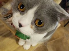 -共舞时光猫咖·狗咖(新街口店)