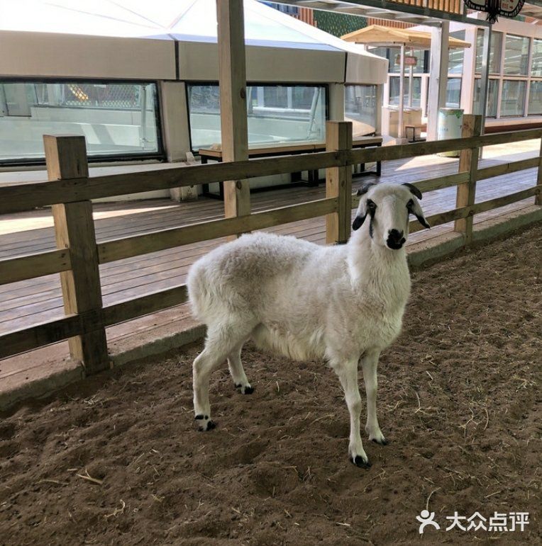 和小动物们做朋友