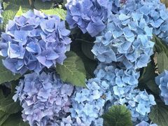 -上海鲜花港