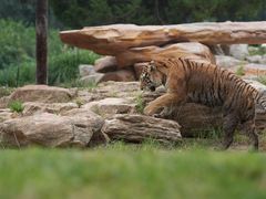 -北京野生动物园