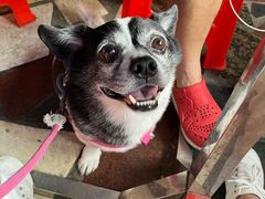 -光明刘冰乳鸽店(光明法政北路店)