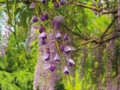 -嘉定紫藤园
