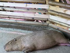 -正佳雨林生态植物园