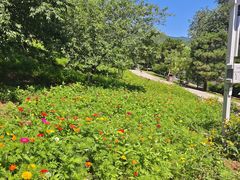 -北京西山国家森林公园