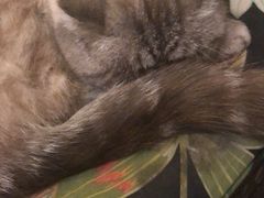 -猫色咖啡·猫咖