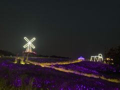-大塘金香草谷