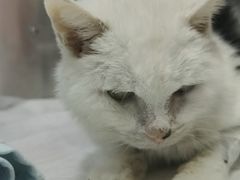 -北京观赏动物医院·24小时大型综合·猫专科·异宠专科