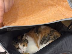-美联众合动物医院·24h转诊中心
