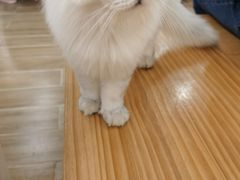-李小姐の猫咖啡馆(五角场店)
