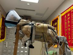-瑞鹏宠物医院·眼科·皮肤·中兽医(大悦城分院)
