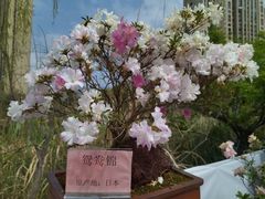 -琴亭湖公园