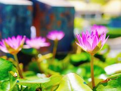 -三亚南山文化旅游区