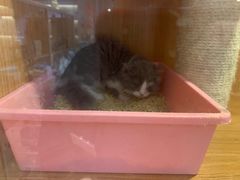 -Pets First伊珊娜洗护·精致美容·家庭式寄养(新会路店)