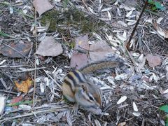 -五营红松林海景区