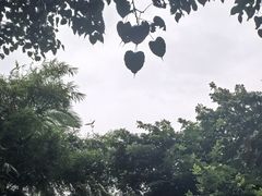 -南宁良凤江国家森林公园