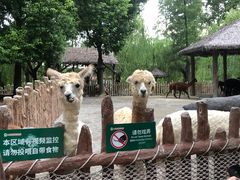 -上海野生动物园