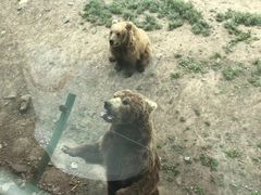 -新疆天山野生动物园