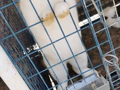 -大连铭湖国际观光牧场