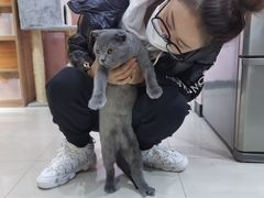 -喵百万·布偶·蓝金金渐层英短·猫舍(百子湾店)