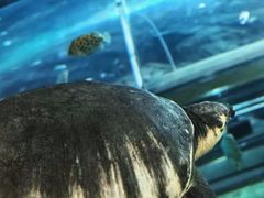 -上海海洋水族馆