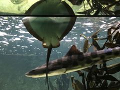 -阿提斯皇家动物园