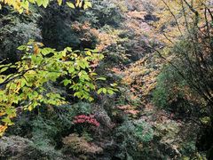 -黎坪国家森林公园
