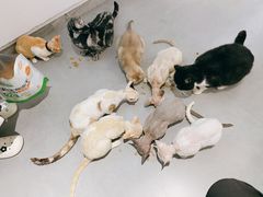 -琪喵猫屋·撸猫猫咖·猫舍