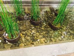 -悦诗风吟innisfree
