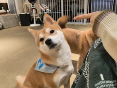 -逗柴咖啡屋·狗咖猫咖宠物桌游