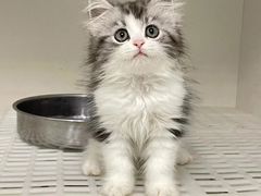 -lincat·猫舍(广州店)