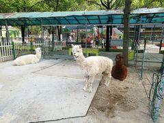 -荆州中山公园动物园