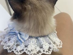 -怪兽屋·羊驼·猫咖·狗咖(俊华广场店)