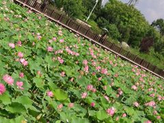 -羊亭河湿地公园