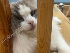 -滚猫咖啡·猫咖·猫友好撸猫(未来城店)