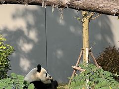 -成都大熊猫繁育研究基地