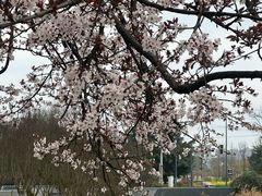 -两河城市森林公园