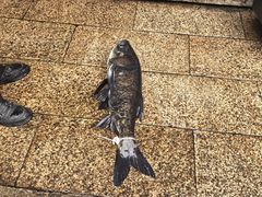 -好灶头妈妈菜·柴火灶台鱼·千岛湖土菜地标美食