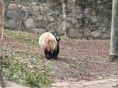-都江堰中华大熊猫苑